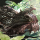 Illustration for article titled The Dragon Mother Always Carries Her Young Atop Her Snout
